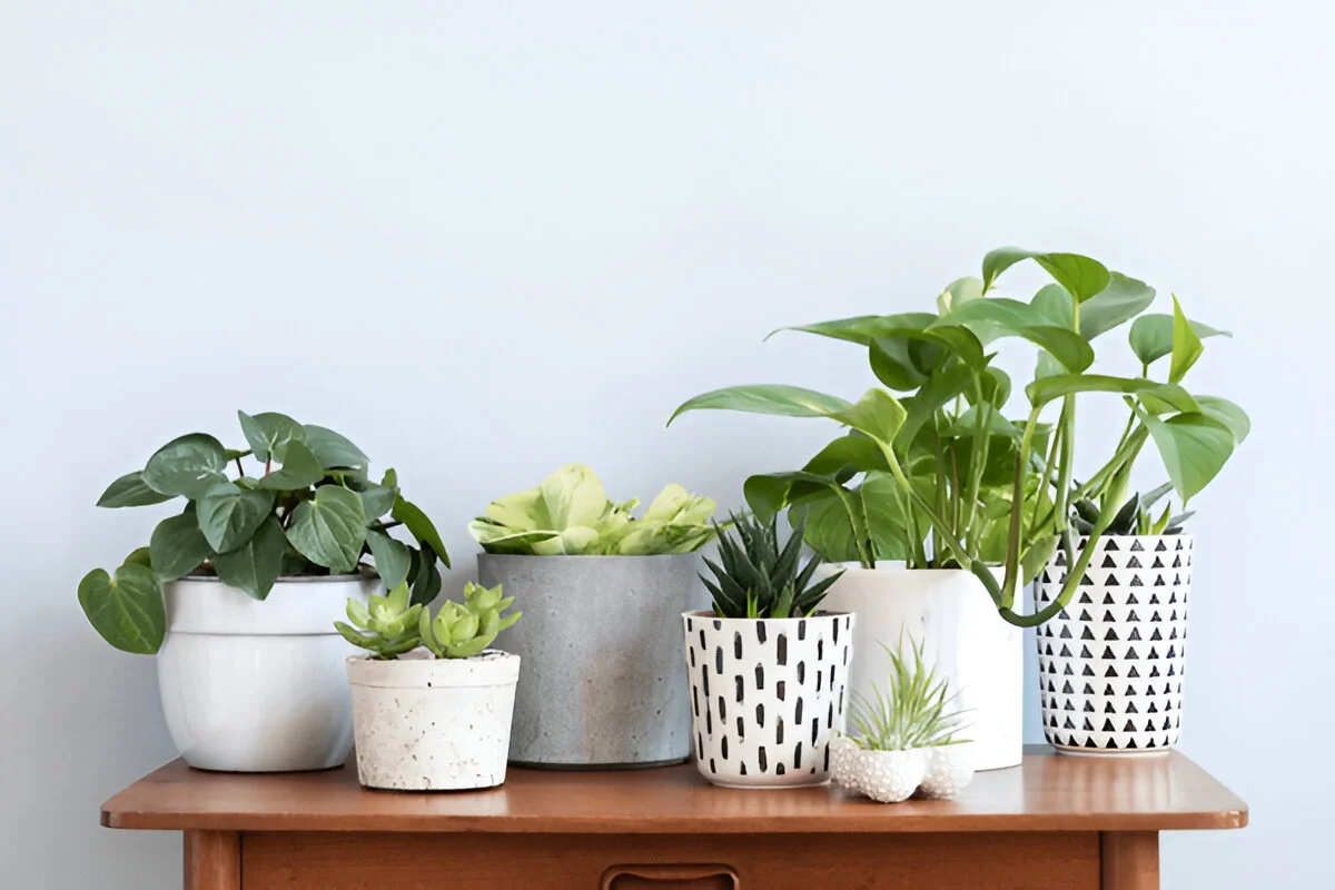 A variety of small indoor plants in minimalist white and grey pots arranged on a wooden table, against a light gray wall.